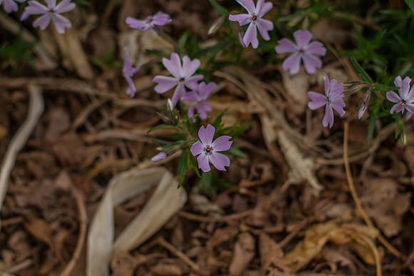 caddyapril2021_49