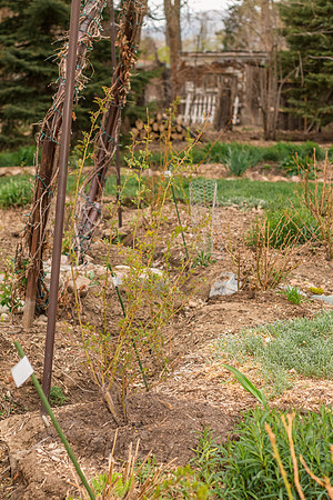 caddyapril2021_33