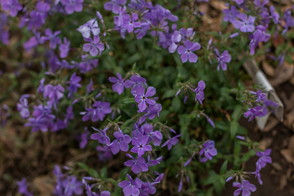 caddyapril2021_18