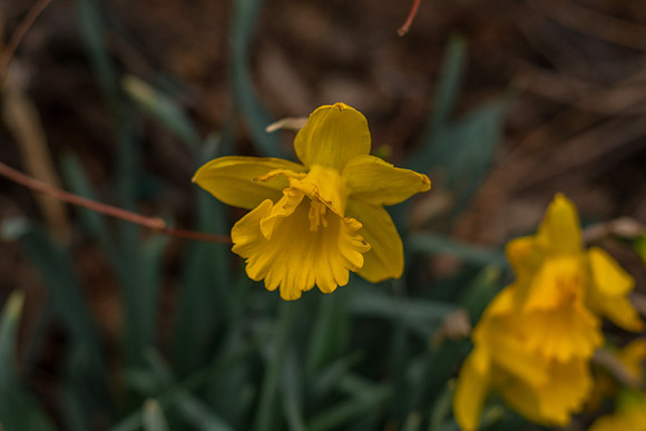 caddyapril2021_10