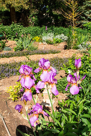 caddymay2021_56