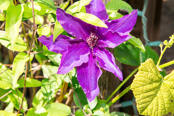 caddymay2021_35