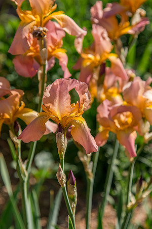 caddymay2021_1
