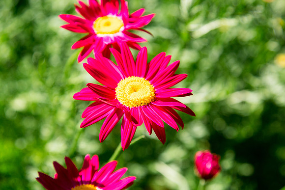 caddymay2021_22