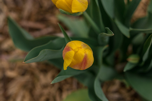 caddyapril2021_12