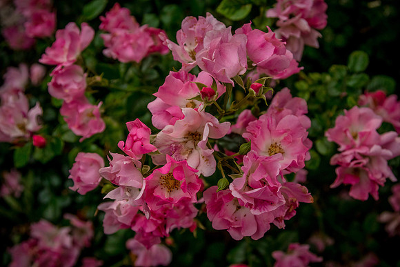 caddyjune20_66