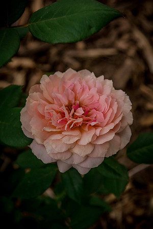 caddyjune20_95