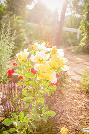 caddyjune20_55