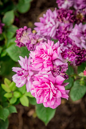 caddyjune20_35