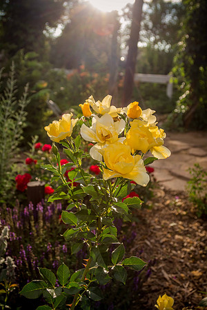 caddyjune20_56