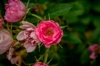 caddyjune20_13