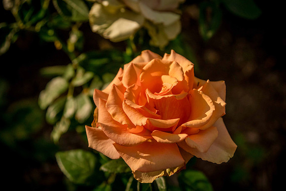 caddyjune20_86