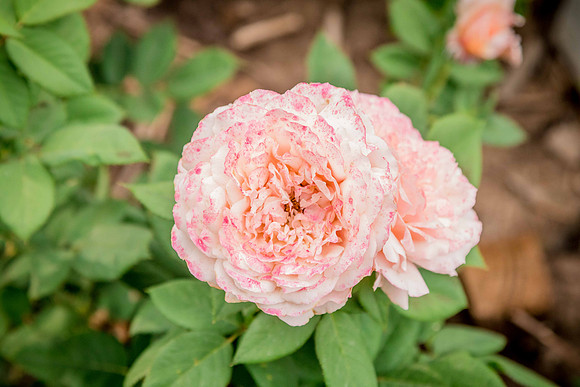 caddyjune20_49