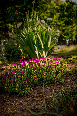 caddyjune20_79