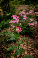 caddyjune20_15