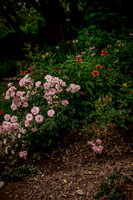 caddyjune20_16