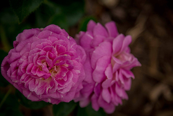 caddyjune20_89