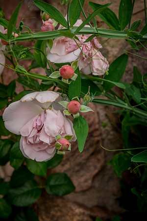 caddyjune20_51