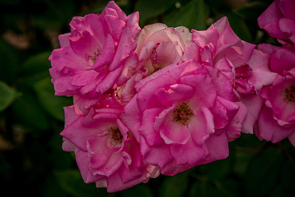caddyjune20_58