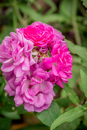 caddyjune20_33