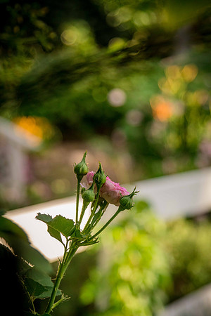 caddyjune20_98
