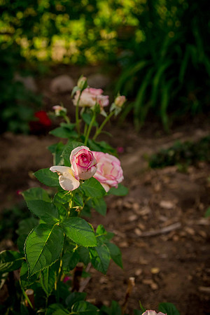 caddyjune20_94