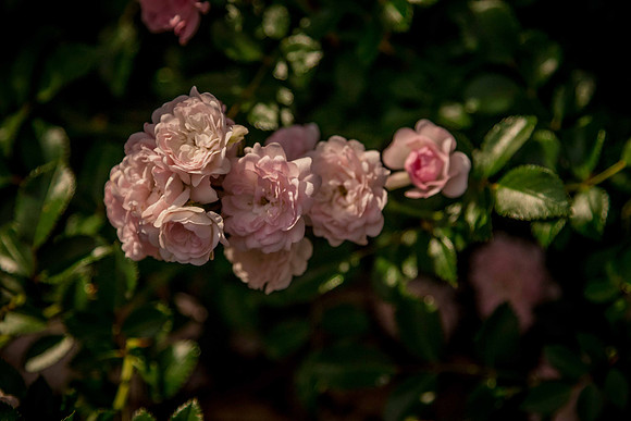caddyjune20_73