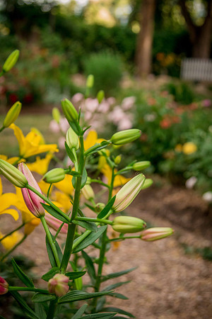 caddyjune20_105