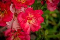 caddyjune20_6