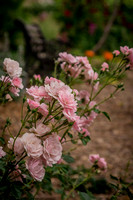 caddyjune20_14