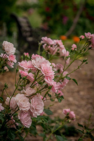 caddyjune20_14