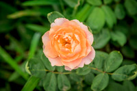 caddyjune20_18