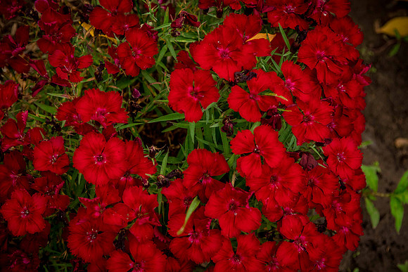 caddyjune20_88