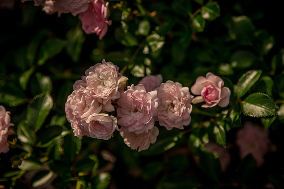 caddyjune20_72