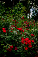 caddyjune20_12