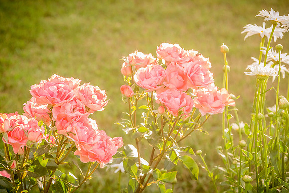 caddyjune20_125