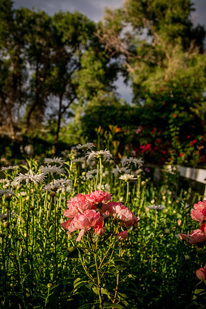 caddyjune20_81